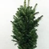 Abies Alba Pyramidalis - Sapin Blanc Nain 2 Abies Alba Pyramidalis - Sapin Blanc Nain -Coniferes Magasin Abies alba Pyramidalis 606002 1