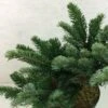 Abies Amabilis Spreading Star - Sapin Gracieux Nain 1 Abies Amabilis Spreading Star - Sapin Gracieux Nain -Coniferes Magasin Abies amabilis Spreading Star 607002 1