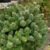 Sapin Nain - Abies Balsamea Piccolo -Coniferes Magasin Abies balsamea Piccolo 0609002 1