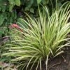 Acorus Gramineus Variegata - Jonc Japonais Panaché -Coniferes Magasin Acorus gramineus Variegata 83306 1 2
