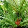 Blechnum Brasiliense Volcano 2 Blechnum Brasiliense Volcano -Coniferes Magasin Blechnum brasiliense Volcano 89864 1