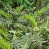 Blechnum Chilense -Coniferes Magasin Blechnum chilense 89866 1