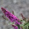 Buddleja Pink Micro Chip - Arbre Aux Papillons Nain 1 Buddleja Pink Micro Chip - Arbre Aux Papillons Nain -Coniferes Magasin Buddleja Pink Micro Chip 84812 1