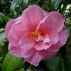 Camélia Donation - Camellia (x) Williamsii 2 Camélia Donation - Camellia (x) Williamsii -Coniferes Magasin Camelia Donation 83890 1