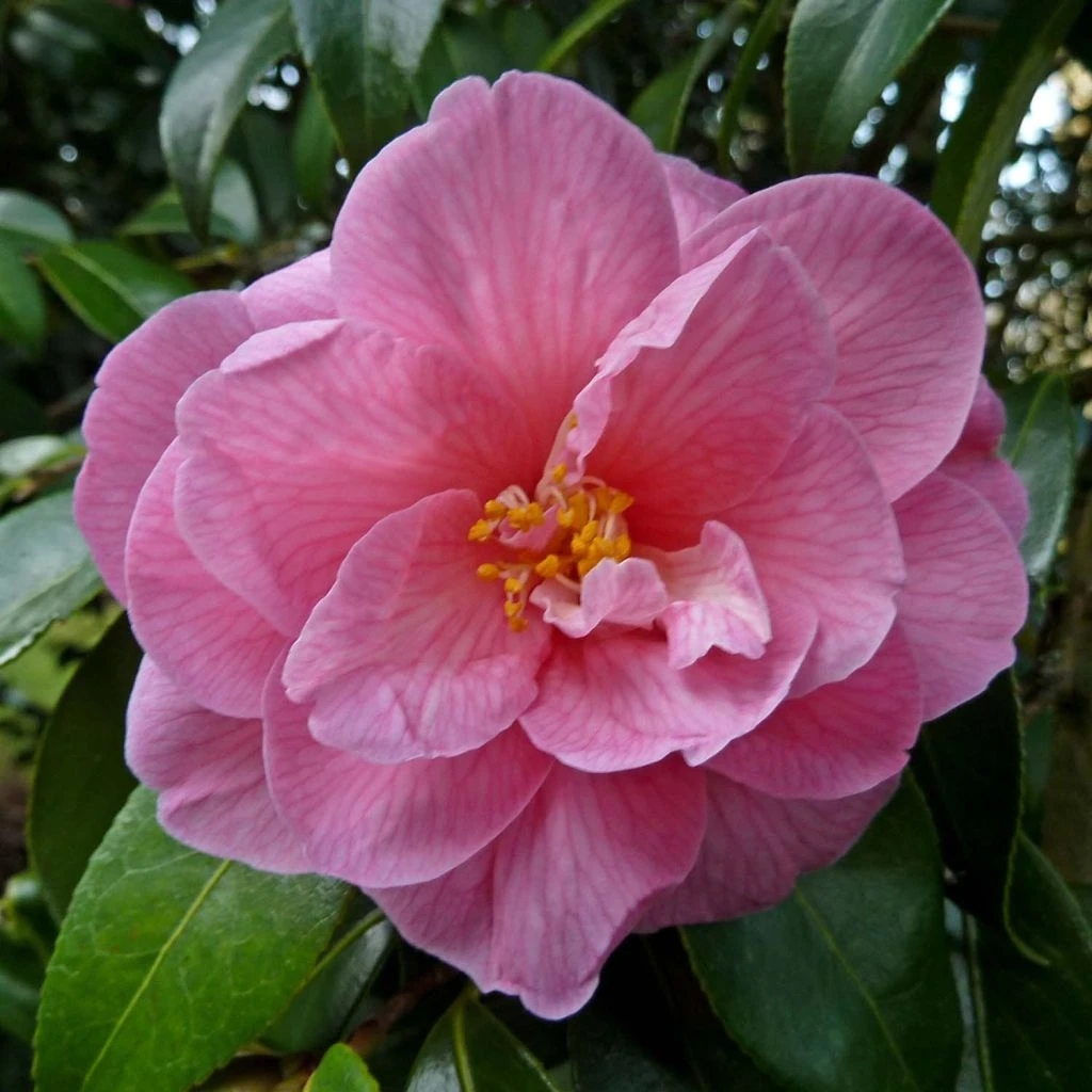 Camélia Donation - Camellia (x) Williamsii 3 Camélia Donation - Camellia (x) Williamsii