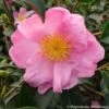 Camélia D'automne - Camellia Sasanqua Plantation Pink -Coniferes Magasin Camelia Plantation Pink 7985 1