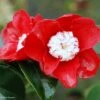 Camélia Bokuhan - Camellia Japonica 1 Camélia Bokuhan - Camellia Japonica -Coniferes Magasin Camellia Bokuhan Arbustes 85266 1