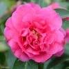 Camelia Fiesta Grande - Camellia (x) Reticulata -Coniferes Magasin Camellia Fiesta Grande 85276 1