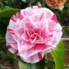Camélia Lavinia Maggi - Camellia Japonica -Coniferes Magasin Camellia Lavinia Maggi 85272 1