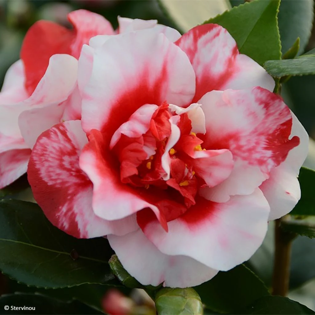 Camélia Midnight Variegated - Camellia Japonica 3 Camélia Midnight Variegated - Camellia Japonica