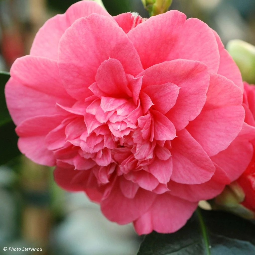 Camélia Chandleri Elegans - Camellia Japonica 3 Camélia Chandleri Elegans - Camellia Japonica