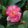Camélia D'automne - Camellia Sasanqua Choji Guruma 1 Camélia D'automne - Camellia Sasanqua Choji Guruma -Coniferes Magasin Camellia sasanqua Choji Guruma 0566002 1