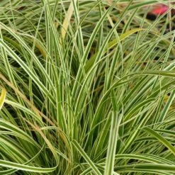 Carex Oshimensis Evercream - Laîche D'Oshima