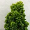 Chamaecyparis Obtusa Aurora - Faux Cyprès Hinoki Du Japon Nain -Coniferes Magasin Chamaecyparis obtusa Aurora 626002 1