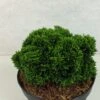 Faux Cyprès Du Japon - Chamaecyparis Obtusa Juniperoides -Coniferes Magasin Chamaecyparis obtusa Juniperoides 630002 1