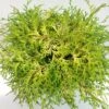 Chamaecyparis Obtusa Kamarachiba - Faux Cyprès Hinoki Du Japon 2 Chamaecyparis Obtusa Kamarachiba - Faux Cyprès Hinoki Du Japon -Coniferes Magasin Chamaecyparis obtusa Kamarachiba 631002 1
