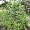 Chamaerops Humilis - Palmier Nain -Coniferes Magasin Chamaerops humilis 832532 1