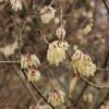 Chimonanthus Praecox Grandiflorus -Coniferes Magasin Chimonanthus praecox Grandiflorus 82345 1