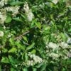 Clethra Alnifolia 1 Clethra Alnifolia -Coniferes Magasin Clethra alnifolia 781577 1