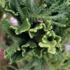 Cèdre Du Japon Cristata - Cryptomeria Japonica -Coniferes Magasin Cryptomeria japonica Cristata 87747 1