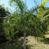 Dypsis Plumosa - Palmier Plumeux -Coniferes Magasin Dypsis plumosa 89853 1