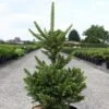 Picea Abies Will's Zwerg - Épicéa Commun 1 Picea Abies Will's Zwerg - Épicéa Commun -Coniferes Magasin Epicea commun Picea abies Will s Zwerg IF 1002732 1
