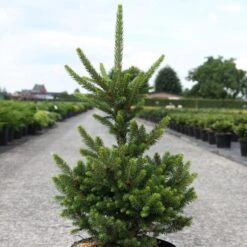 Picea Abies Will's Zwerg - Épicéa Commun