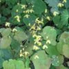 Epimedium Platypetalum, Fleur Des Elfe -Coniferes Magasin Epimedium platypetalum 8978 1