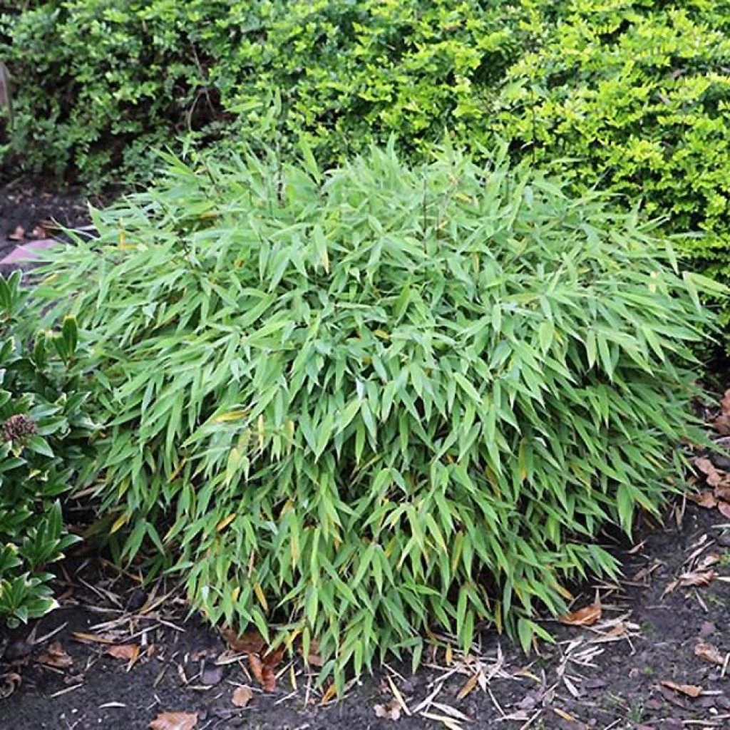 Fargesia Murieliae Elias - Bambou Nain Non Traçant 3 Fargesia Murieliae Elias - Bambou Nain Non Traçant