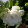 Gardenia Jasminoides Double Mint -Coniferes Magasin Gardenia jasminoides Double Mint 85081 1