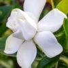 Gardenia Jasminoides Summer Snow. 1 Gardenia Jasminoides Summer Snow. -Coniferes Magasin Gardenia jasminoides Summer snow copyright 833261 1