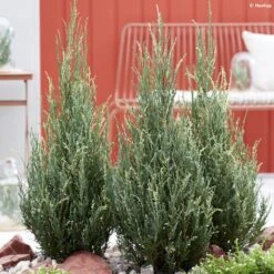 Genévrier De Virginie - Juniperus Scopulorum Blue Ivory