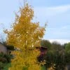 Ginkgo Biloba Fastigiata Gold Flame - Arbre Aux Quarante écus 2 Ginkgo Biloba Fastigiata Gold Flame - Arbre Aux Quarante écus -Coniferes Magasin Ginkgo Biloba fastigiata Gold Flame LD 16550 1