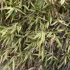 Hibanobambusa Tranquillans Shiroshima - Petit Bambou -Coniferes Magasin Hibanobambusa tranquillans Shiroshima 84903 1