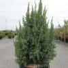 Genévrier écailleux - Juniperus Squamata Loderi -Coniferes Magasin Juniperus squamata Loderi 84122 1