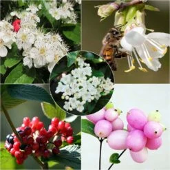 Kit 5 M Haie écologique Pour Petits Jardins