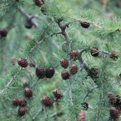 Larix Decidua - Mélèze D'Europe