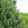 Ligustrum Vulgare Straight Talk - Troène Commun -Coniferes Magasin Ligustrum vulgare straight Talk V 89533 1