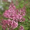Lilas Bloomerang Pink Perfume - Syringa Nain Hybride Remontant -Coniferes Magasin Lilas Bloomerang Pink Perfume 82573 1