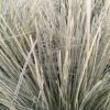 Lomandra White Sands 2 Lomandra White Sands -Coniferes Magasin Lomandra White Sands 85740 1