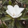 Magnolia Grandiflora Alta - -Coniferes Magasin Magnolia grandiflora Alta 84161 1