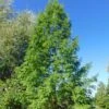 Metasequoia Glyptostroboides 2 Metasequoia Glyptostroboides -Coniferes Magasin Metasequoia glyptostroboides 84180 1