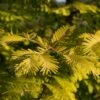 Metasequoia Glyptostroboides Gold Rush 2 Metasequoia Glyptostroboides Gold Rush -Coniferes Magasin Metasequoia glyptostroboides Gold Rush 84179 1