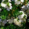 Myrtus Communis Tarentina - Myrte Commun -Coniferes Magasin Myrtus communis subsp Tarentina 82213 1