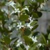 Osmanthus Heaven Scent - Osmanthe 1 Osmanthus Heaven Scent - Osmanthe -Coniferes Magasin Osmanthus Heaven Scent IF 8884023 1