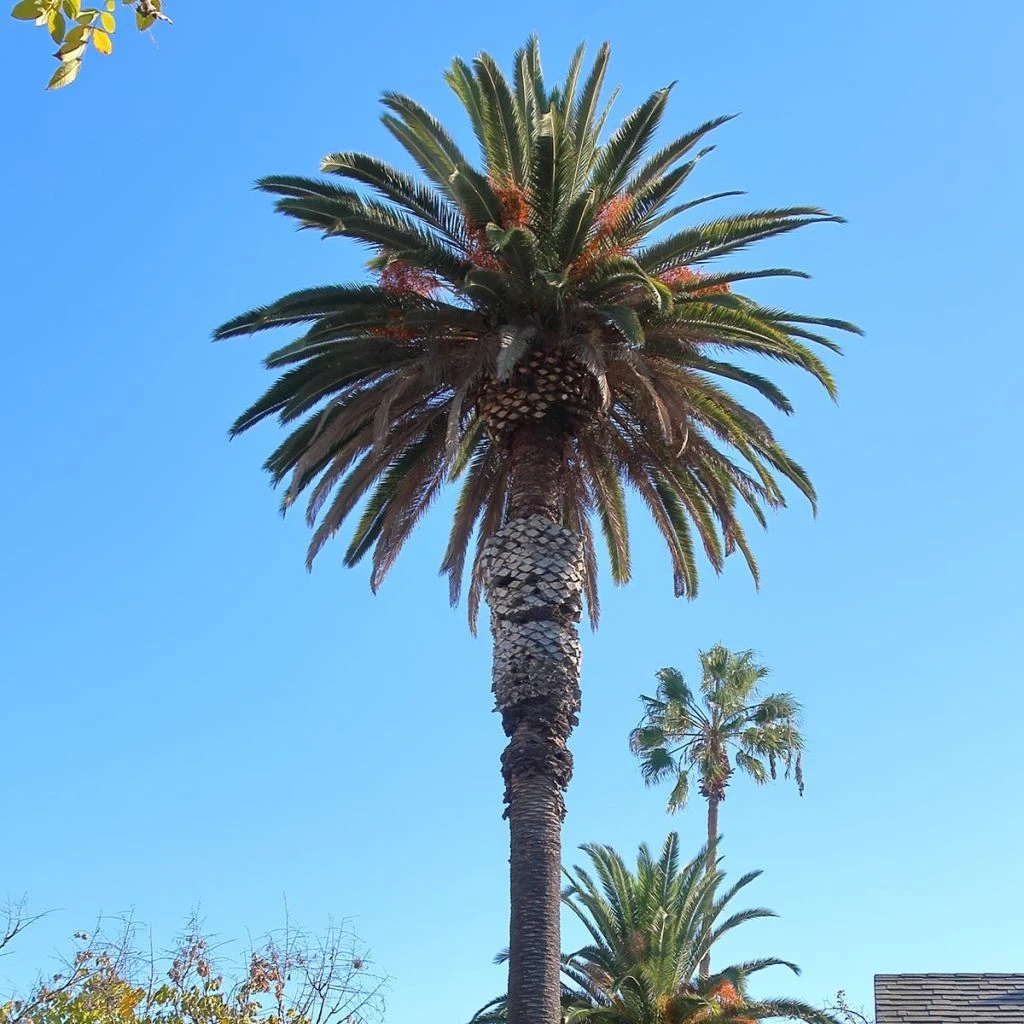 Phoenix Andamanensis - Palmier Des îles Andaman 3 Phoenix Andamanensis - Palmier Des îles Andaman