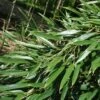 Phyllostachys Aureosulcata - Bambou Moyen -Coniferes Magasin Phyllostachys aureosulcata Bambou moyen 84907 1