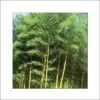 Phyllostachys Bambusoides Castillonis - Bambou Géant -Coniferes Magasin Phyllostachys bambusoides Castilloni 84908 1