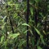 Bambou Noir - Phyllostachys Nigra -Coniferes Magasin Phyllostachys nigra ld Howard Dickins 9575 1