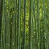 Phyllostachys Vivax MacClure (type) - Bambou Géant -Coniferes Magasin Phyllostachys vivax MacClure 85247 1